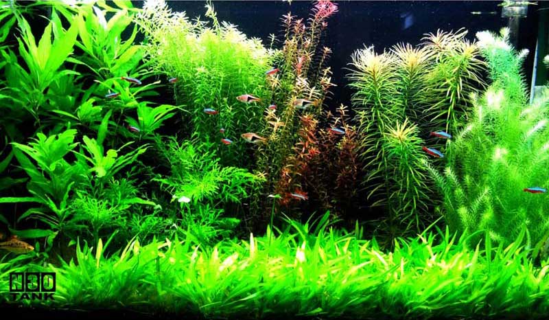 Aquarium Scaping Singapore - Aquascaping Service for Home & Office ...