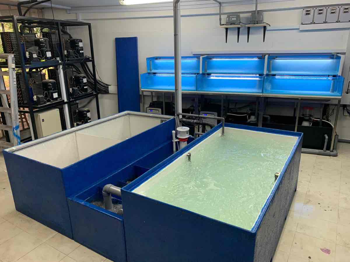 Seafood Restaurant Tank - Aquarium Maintenance Cleaning Service - N30 Tank