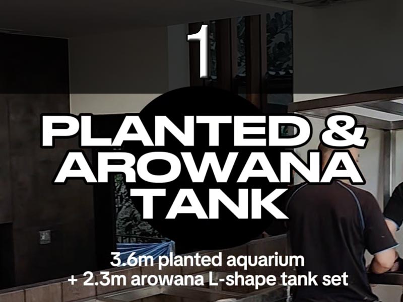 [Part 1 of 3] Planted Aquarium + Arowana L-shape Tank Set - Project by N30 Tank